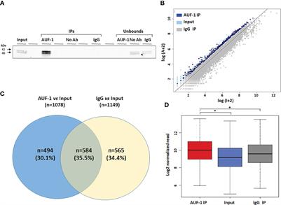 Expression of targets of the RNA-binding protein AUF-1 in human airway epithelium indicates its role in cellular senescence and inflammation